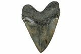 Fossil Megalodon Tooth - Massive River Meg #326521-2